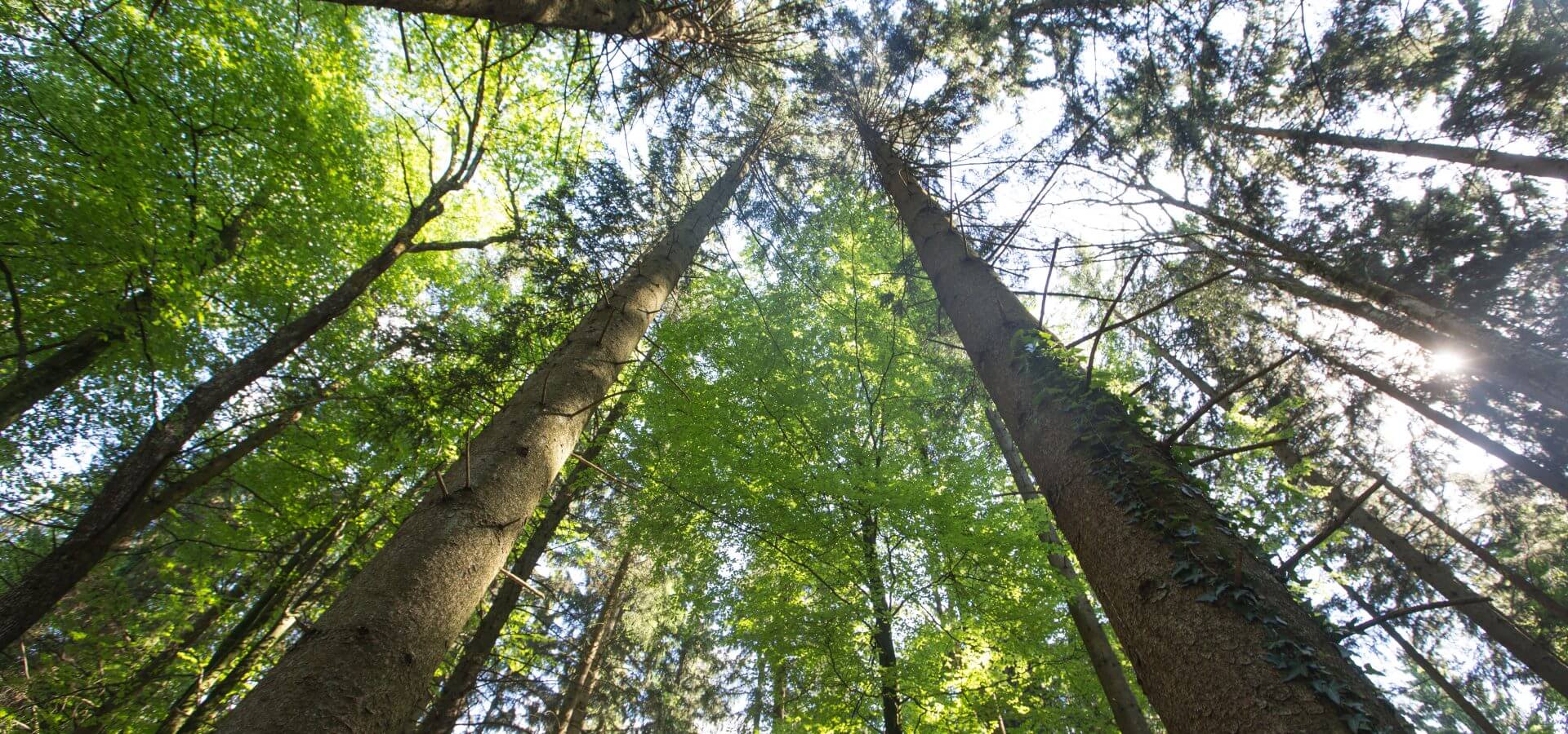 paxnatura Naturbestattung - Ein Blick hinauf in die schützenden Baumkronen. In diesem Waldidyll findet sich die Schönheit der Baumbestattung.