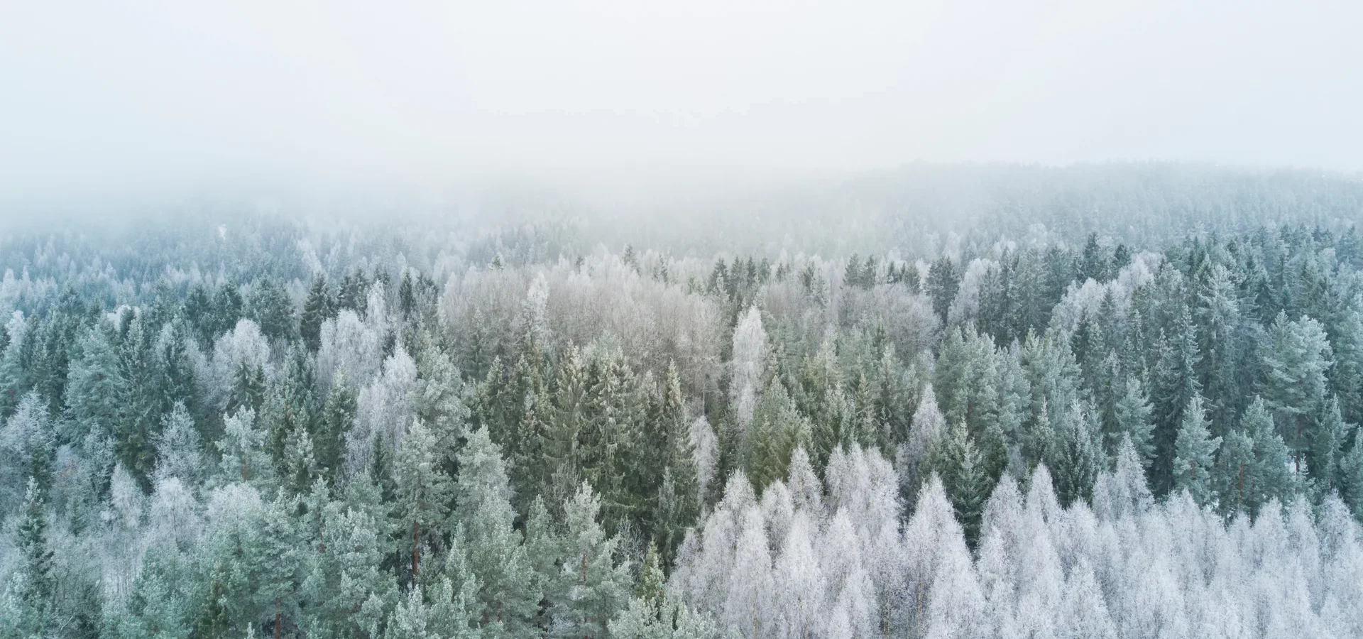 paxnatura Naturbestattung - in der winterlichen Jahreszeit zieren nur der Schnee und Eiskristalle den Waldfriedhof